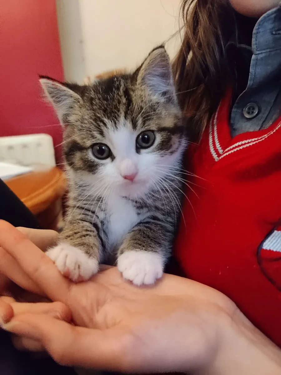 Adorable British crossed Kittens Boys Girls Availa - Image 2