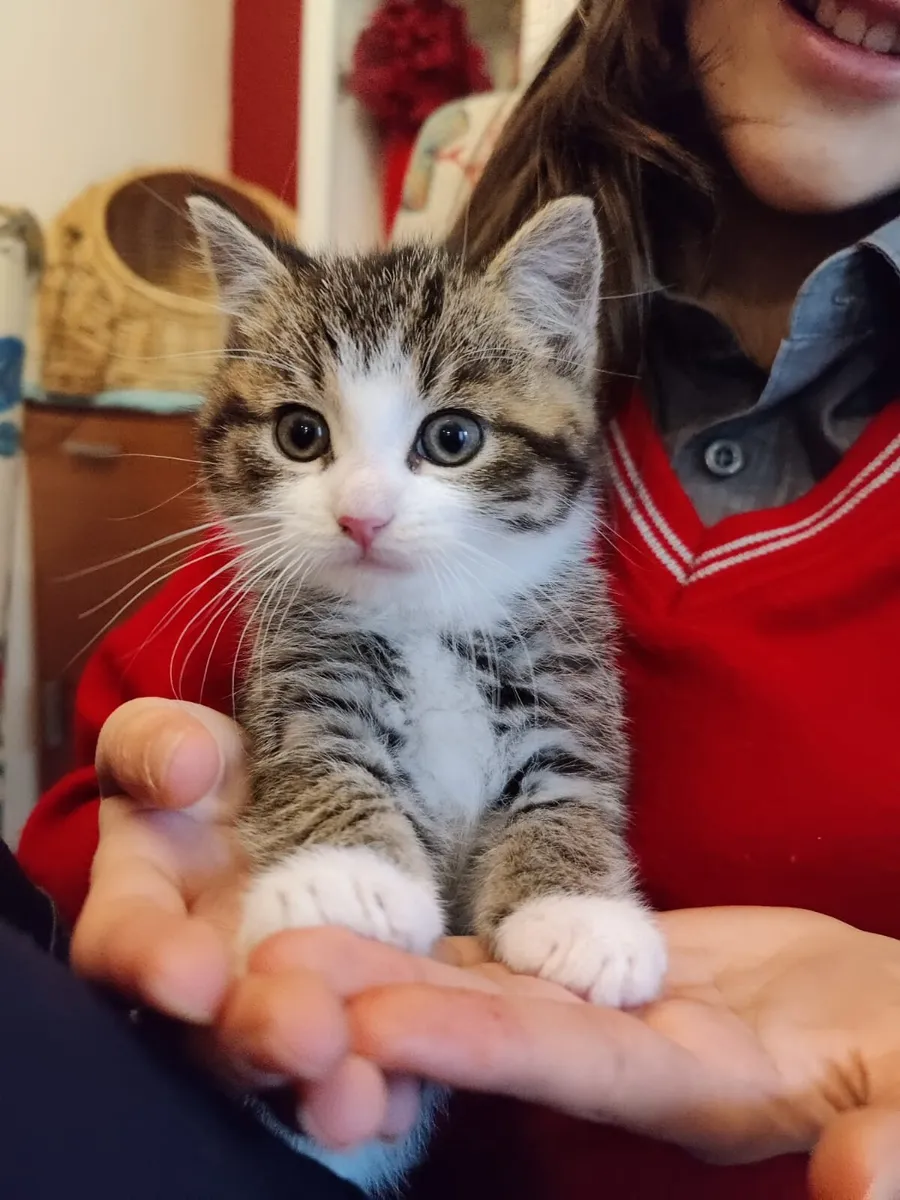 Adorable British crossed Kittens Boys Girls Availa - Image 1