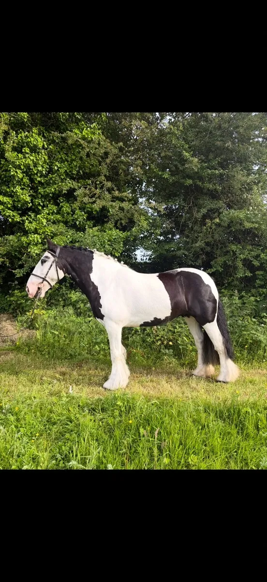 14.1 Super Cob - Image 1