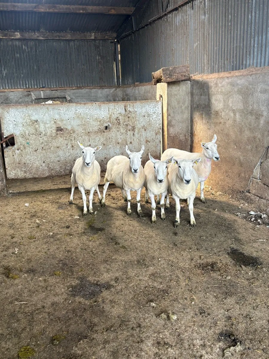💥5 Cheviot ewes 💥 - Image 1