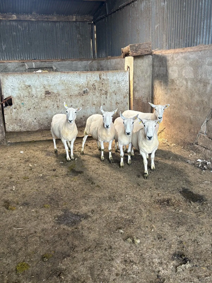 💥5 Cheviot ewes 💥 - Image 2