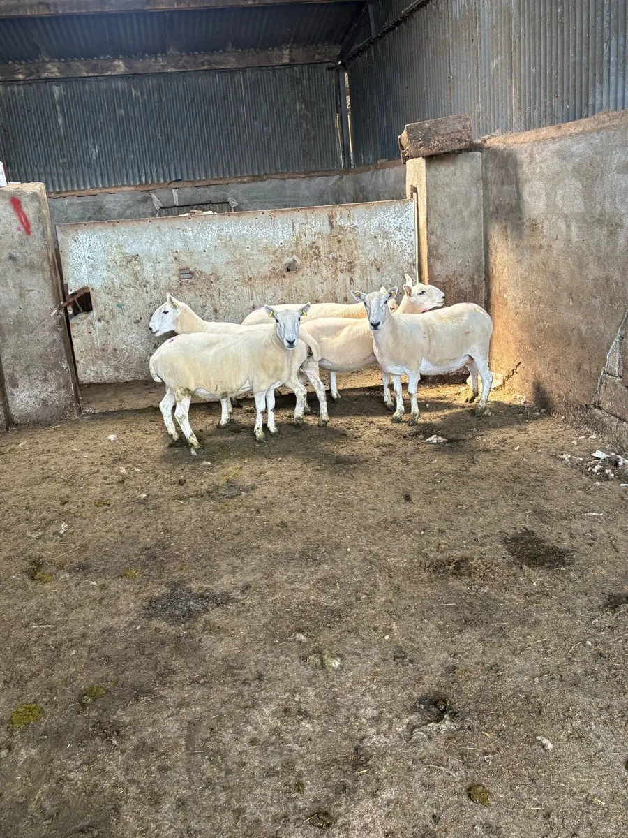 💥5 Cheviot ewes 💥 - Image 3