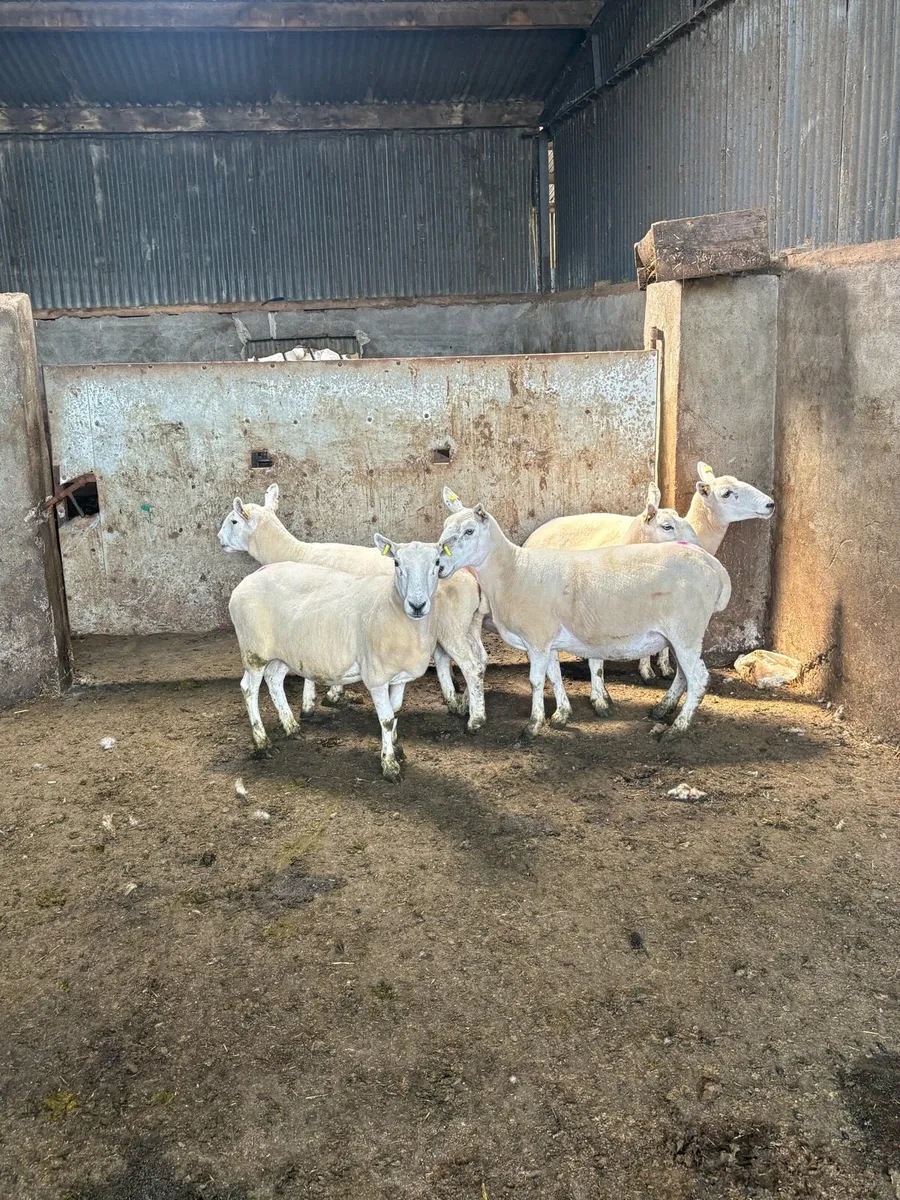💥5 Cheviot ewes 💥 - Image 4