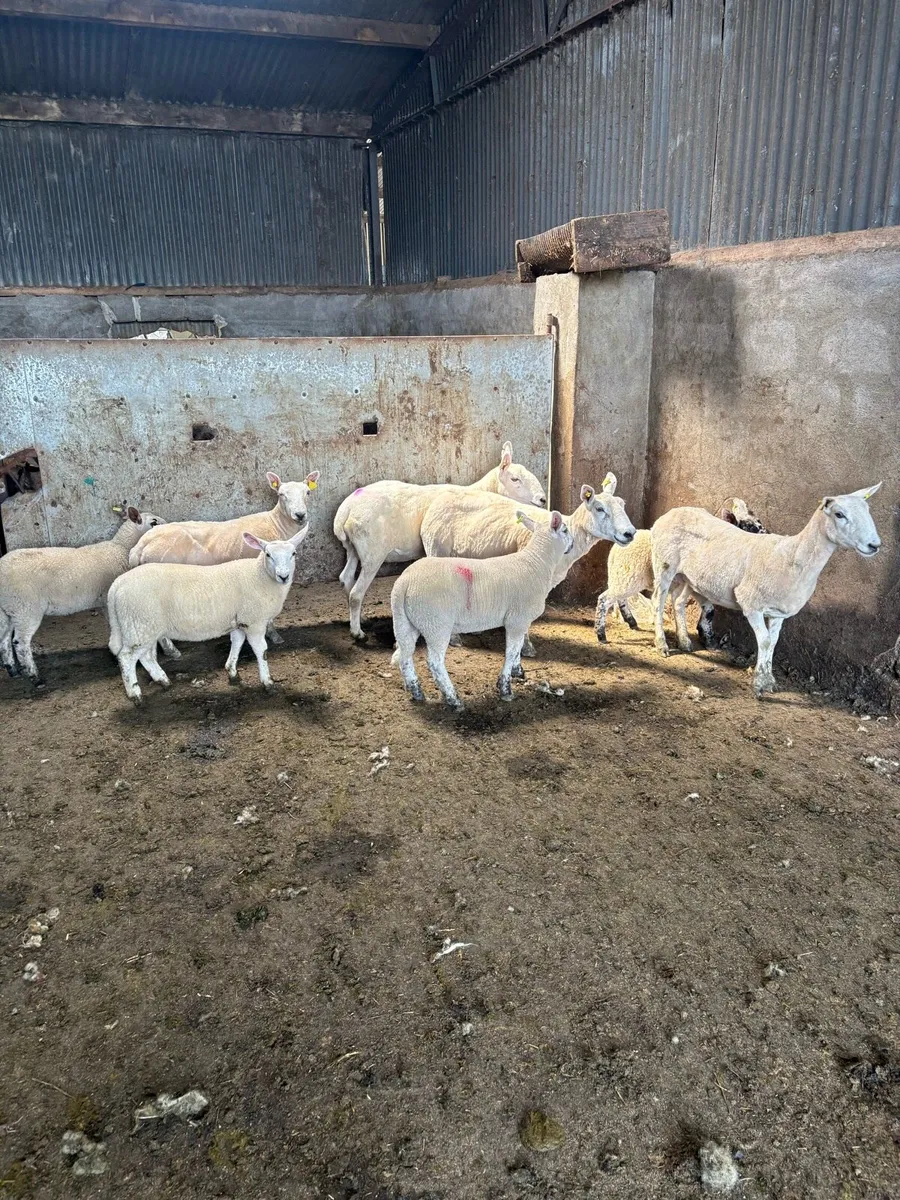 💥4 Cheviot ewes and lambs 💥 - Image 1