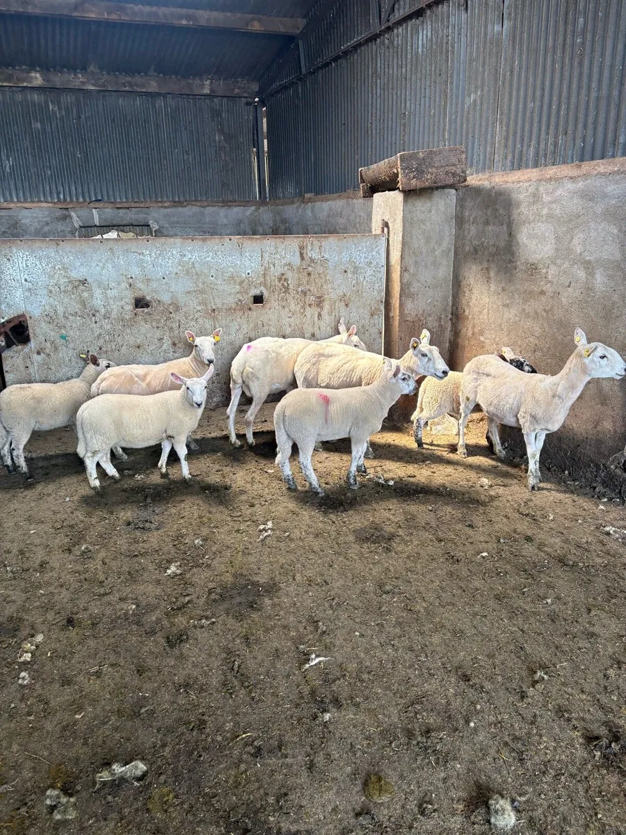 💥4 Cheviot ewes and lambs 💥 - Image 2
