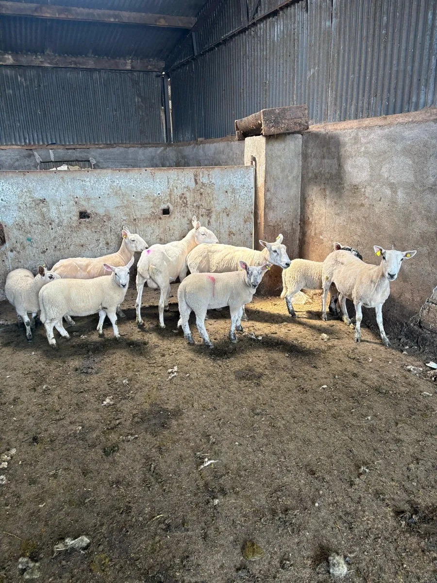 💥4 Cheviot ewes and lambs 💥 - Image 3