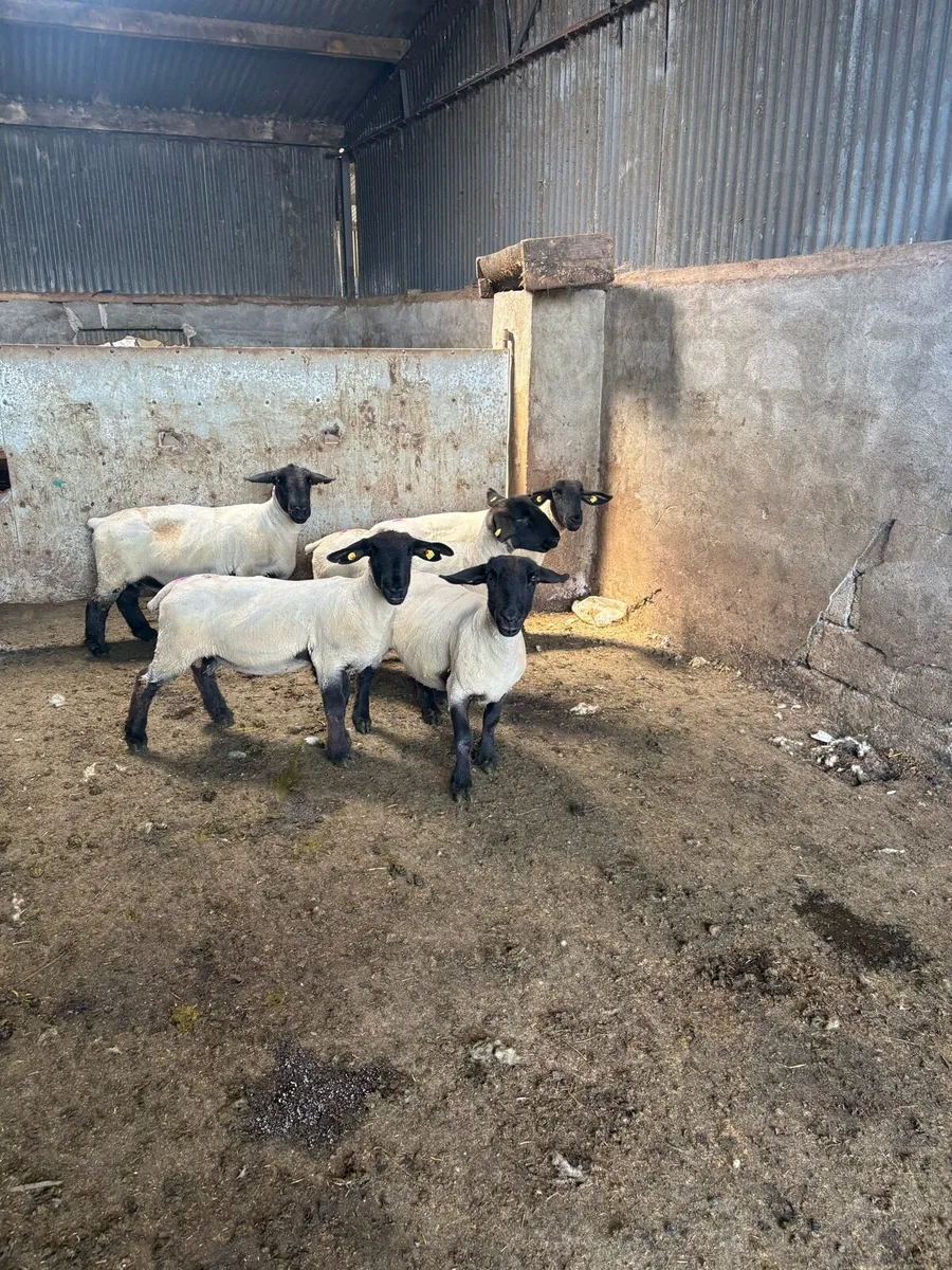 ⚡️5 pedigree Suffolk ewes ⚡️ - Image 1