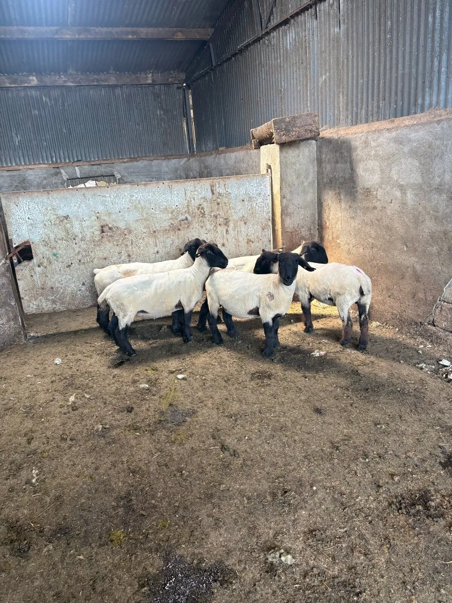 ⚡️5 pedigree Suffolk ewes ⚡️ - Image 4