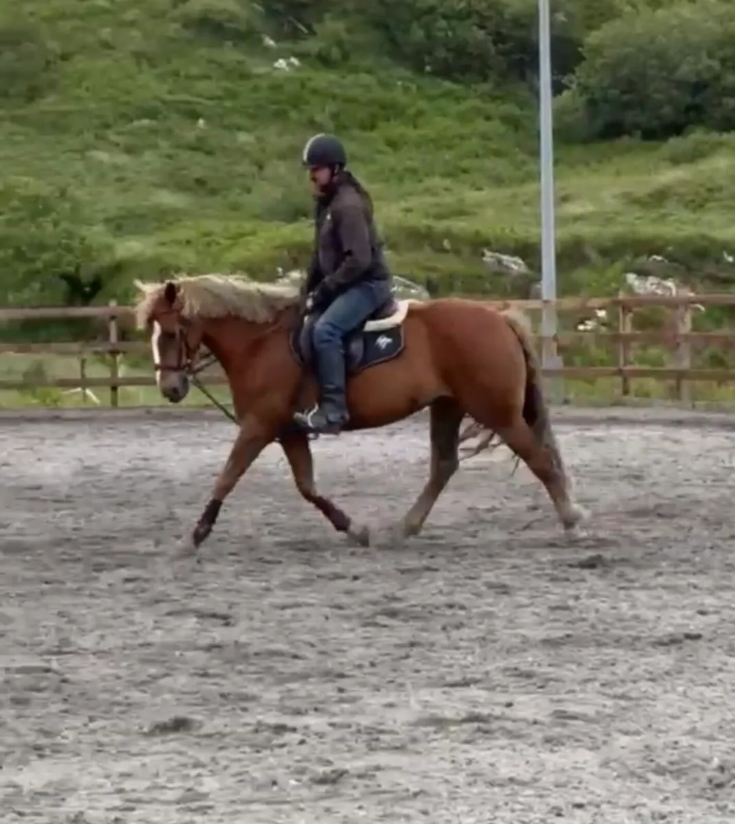 All Rounder - Riding Horse - Image 1