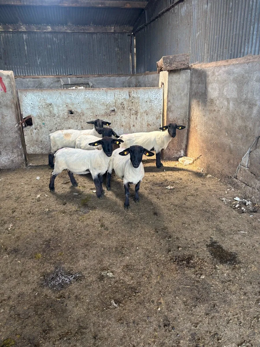 ⚡️5 pedigree Suffolk ewes ⚡️ - Image 2