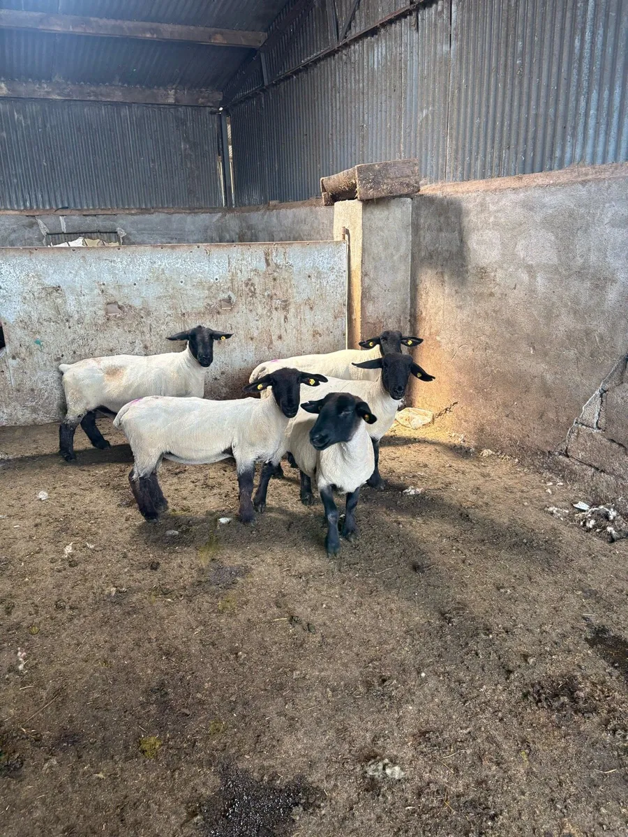 ⚡️5 pedigree Suffolk ewes ⚡️ - Image 3