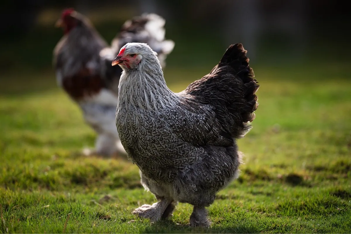 Brahma hens or chicks