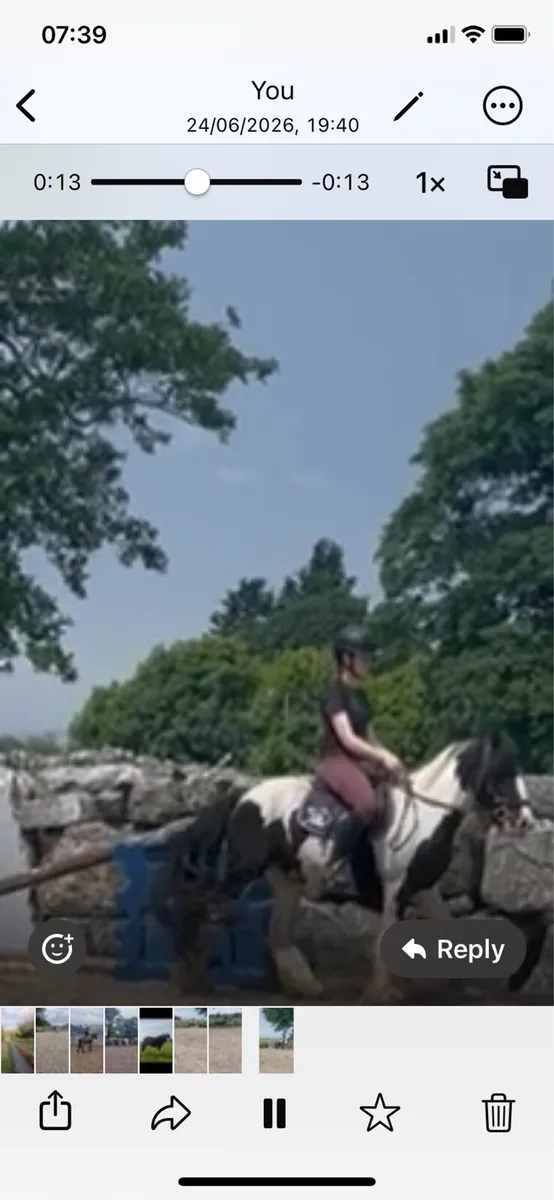 Beautiful Cob Gelding - Image 3