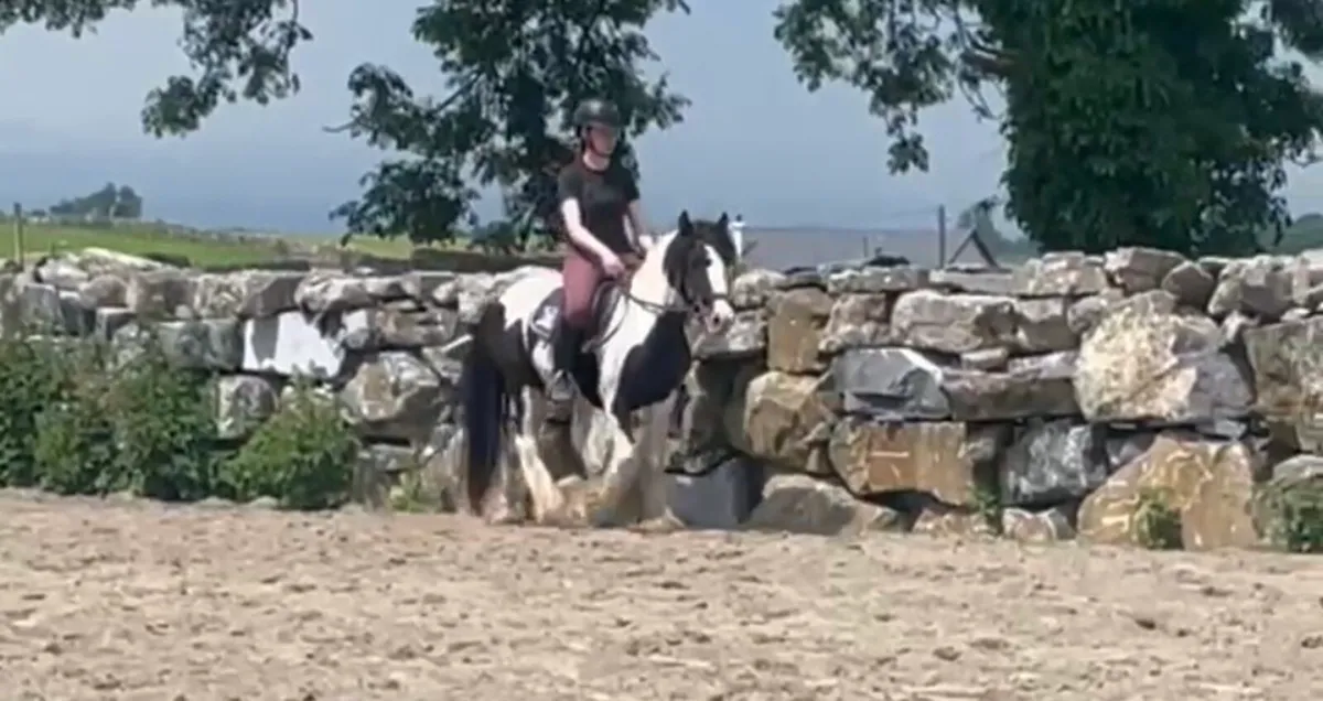 Beautiful Cob Gelding - Image 1