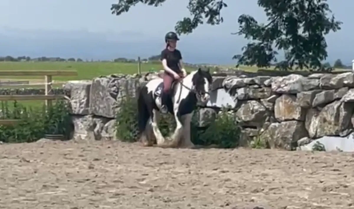 Beautiful Cob Gelding - Image 2
