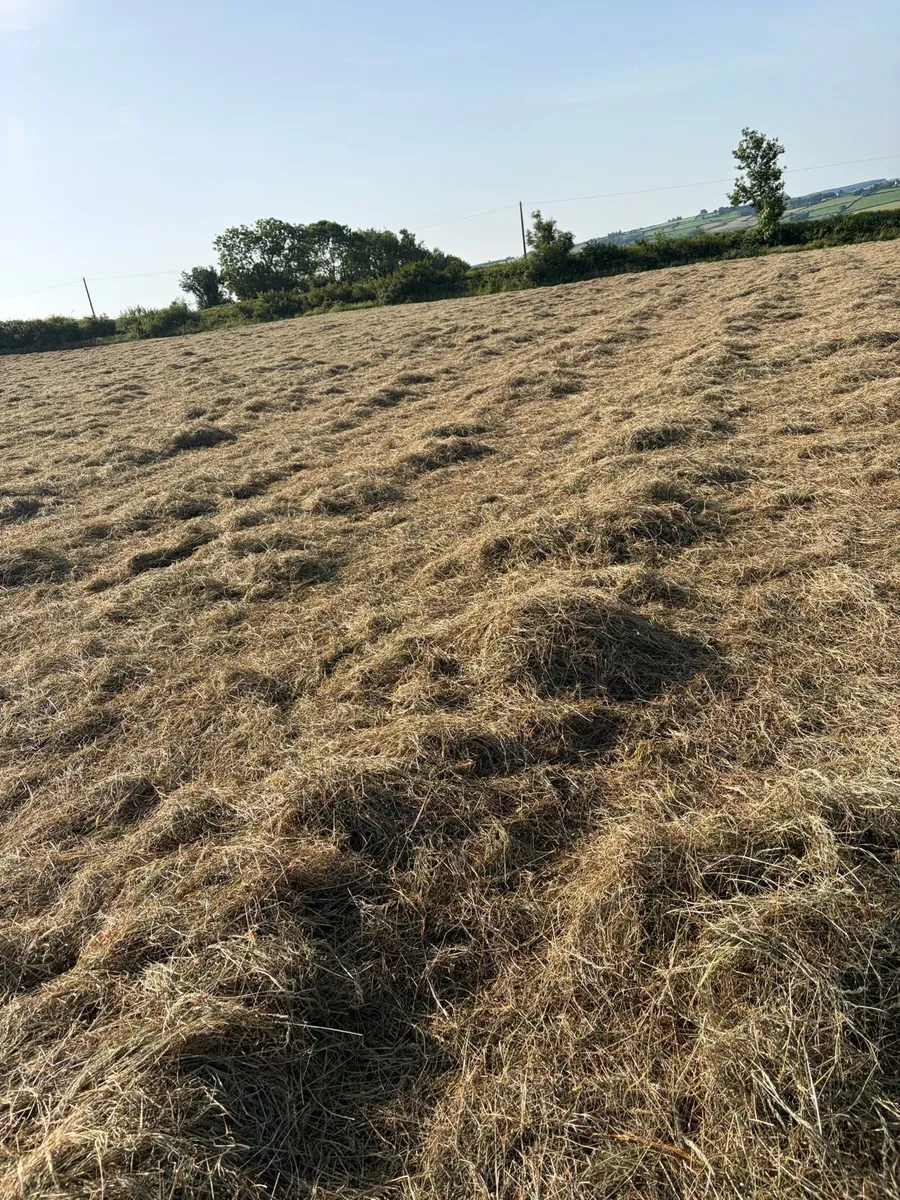 Round bales of hay for sale - Image 3