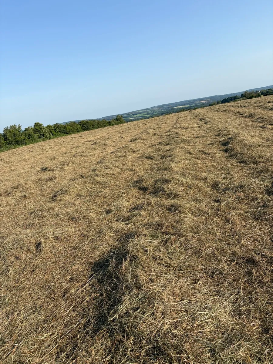 Round bales of hay for sale - Image 4