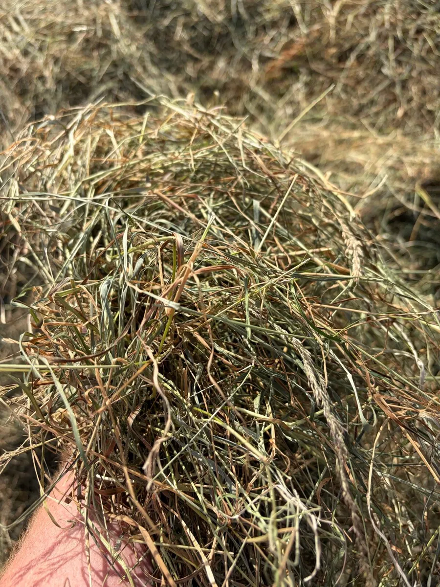 Round bales of hay for sale - Image 2
