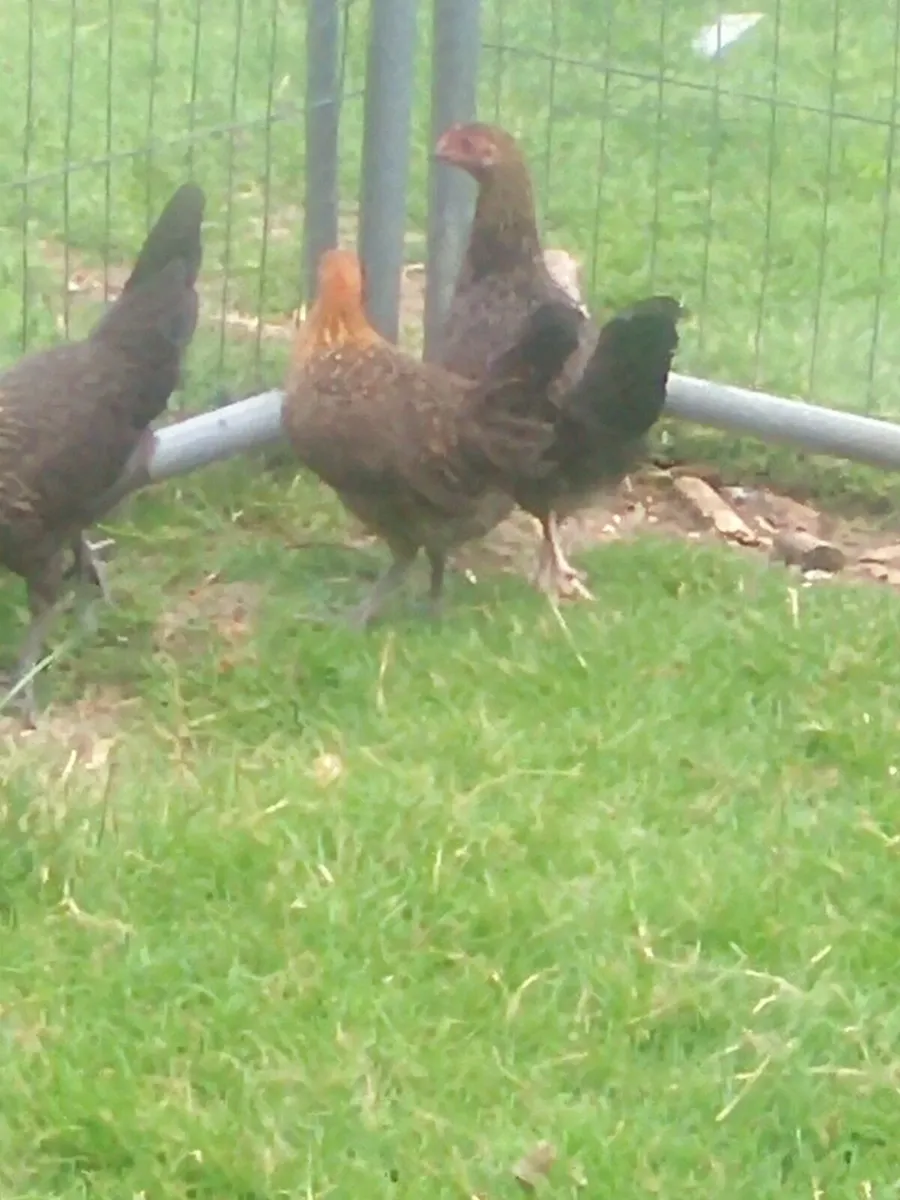 Poultry - Image 4