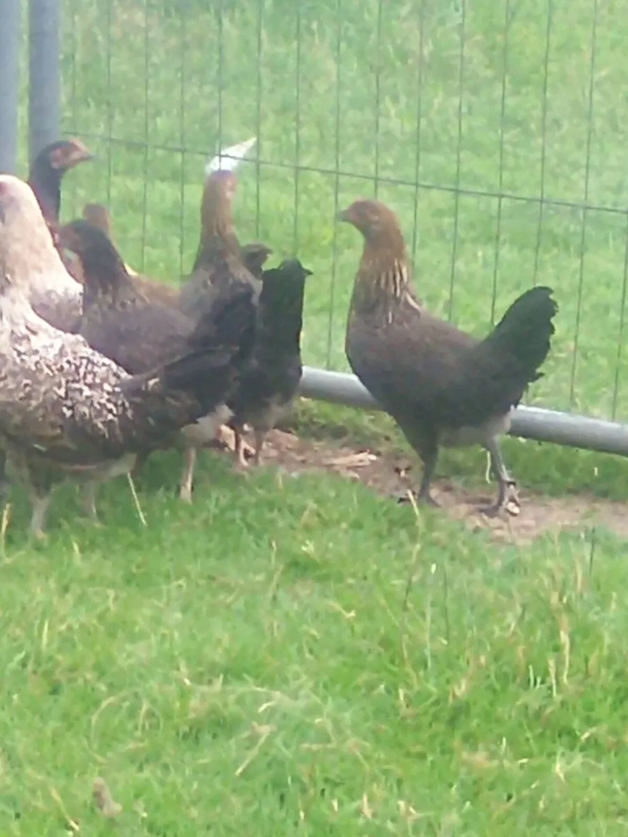 Poultry - Image 3