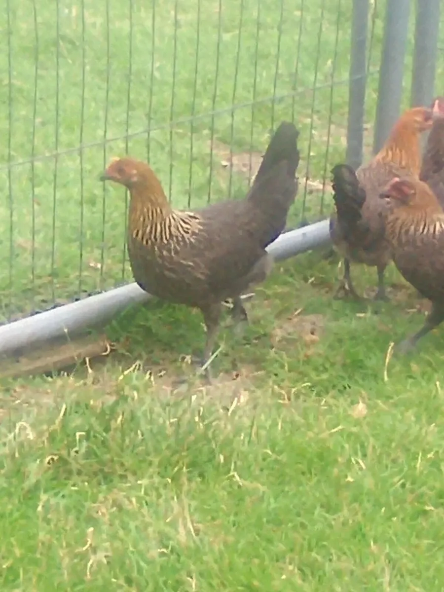 Poultry - Image 2