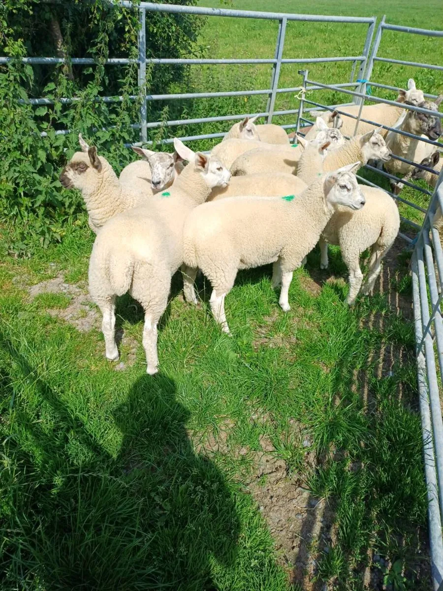 Sheep - Image 1