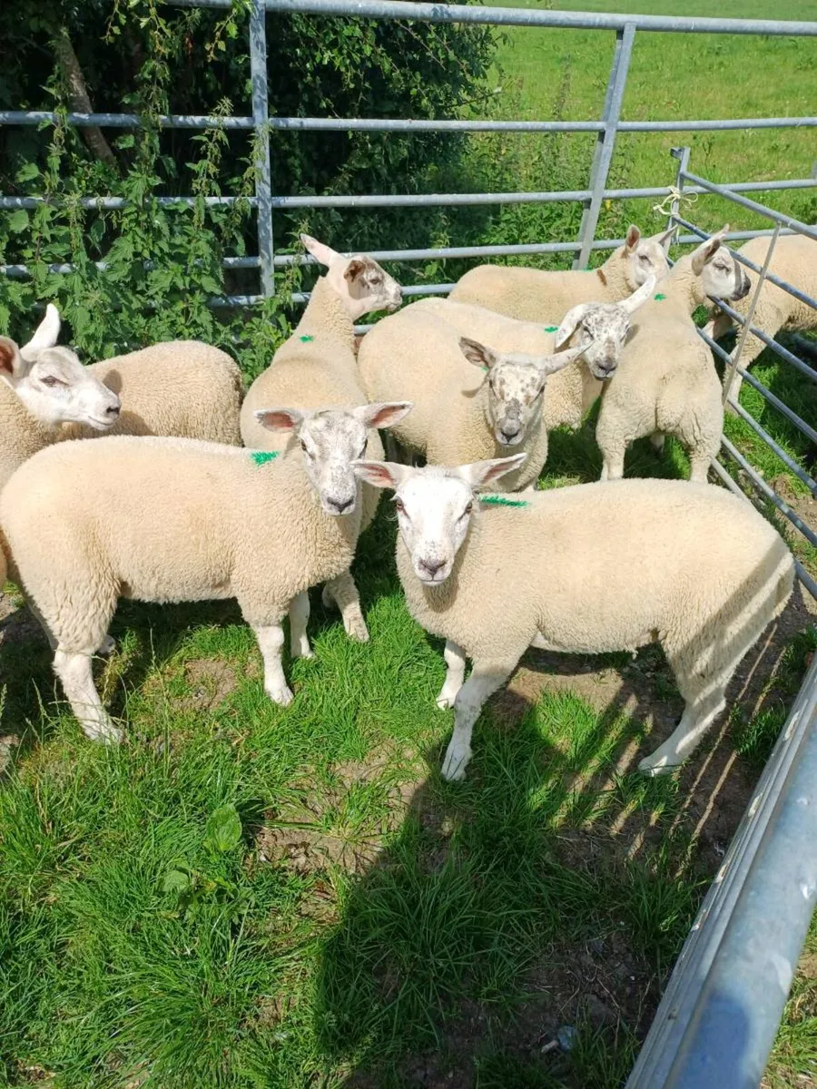 Sheep - Image 2