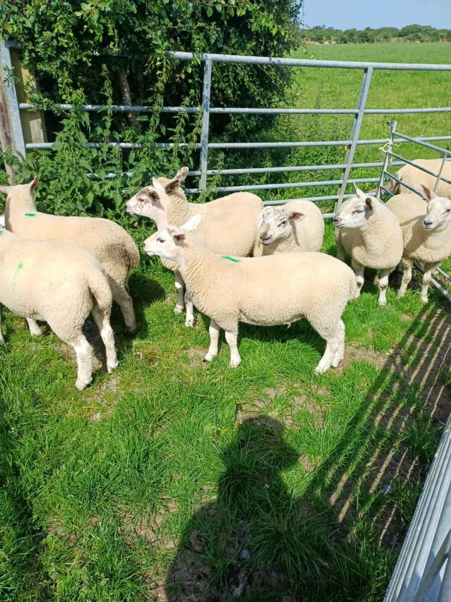 Sheep - Image 3