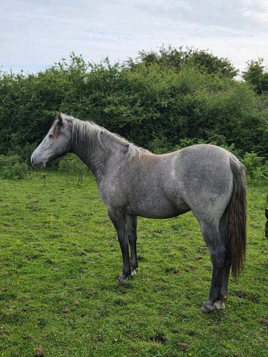 Flashy Registered Connemara Filly - Image 1