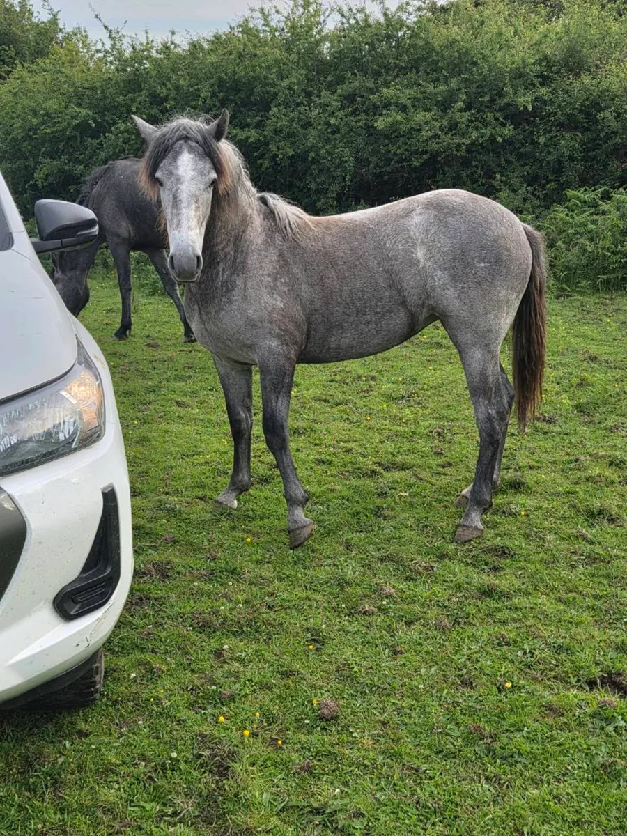 Flashy Registered Connemara Filly - Image 2