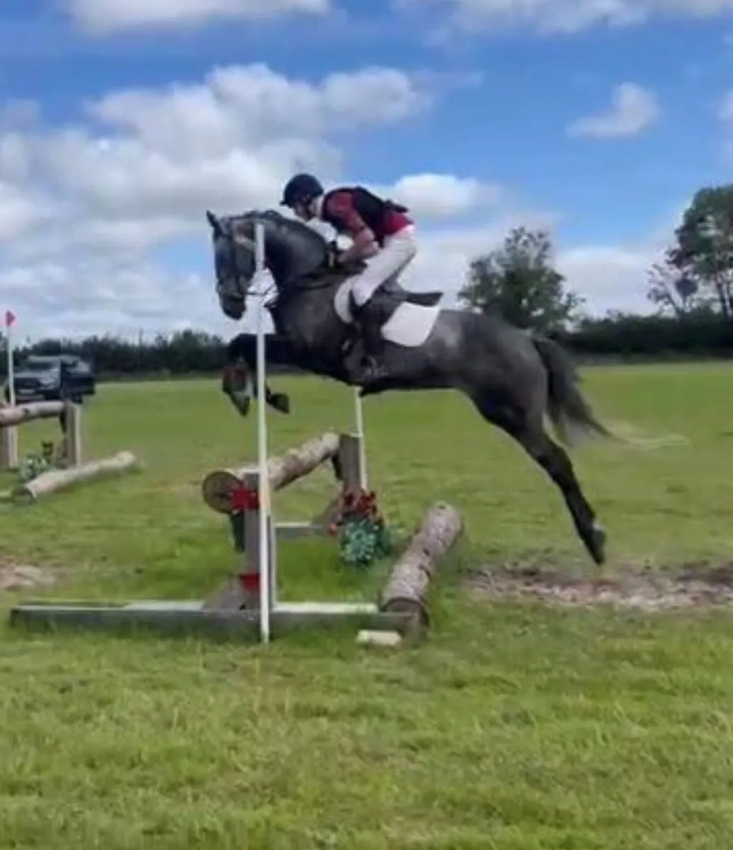 Eventer / riding horse - Image 1