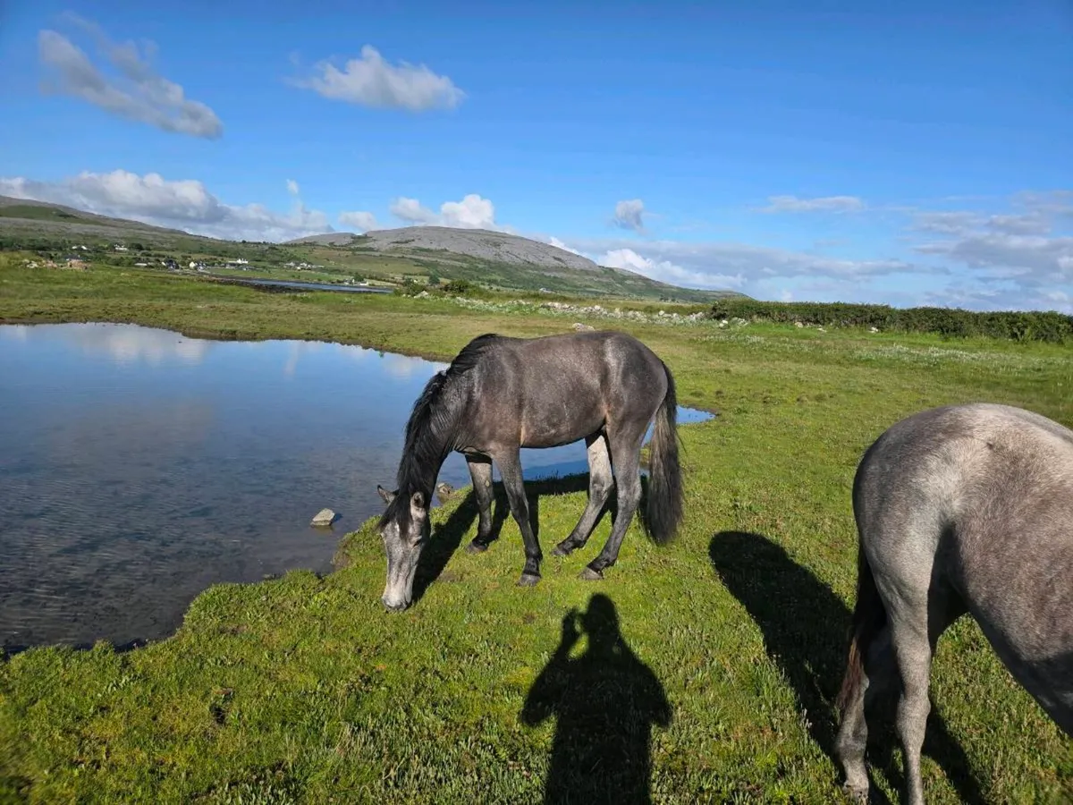 CONNEMARA X ISH to make 148cm - Image 3