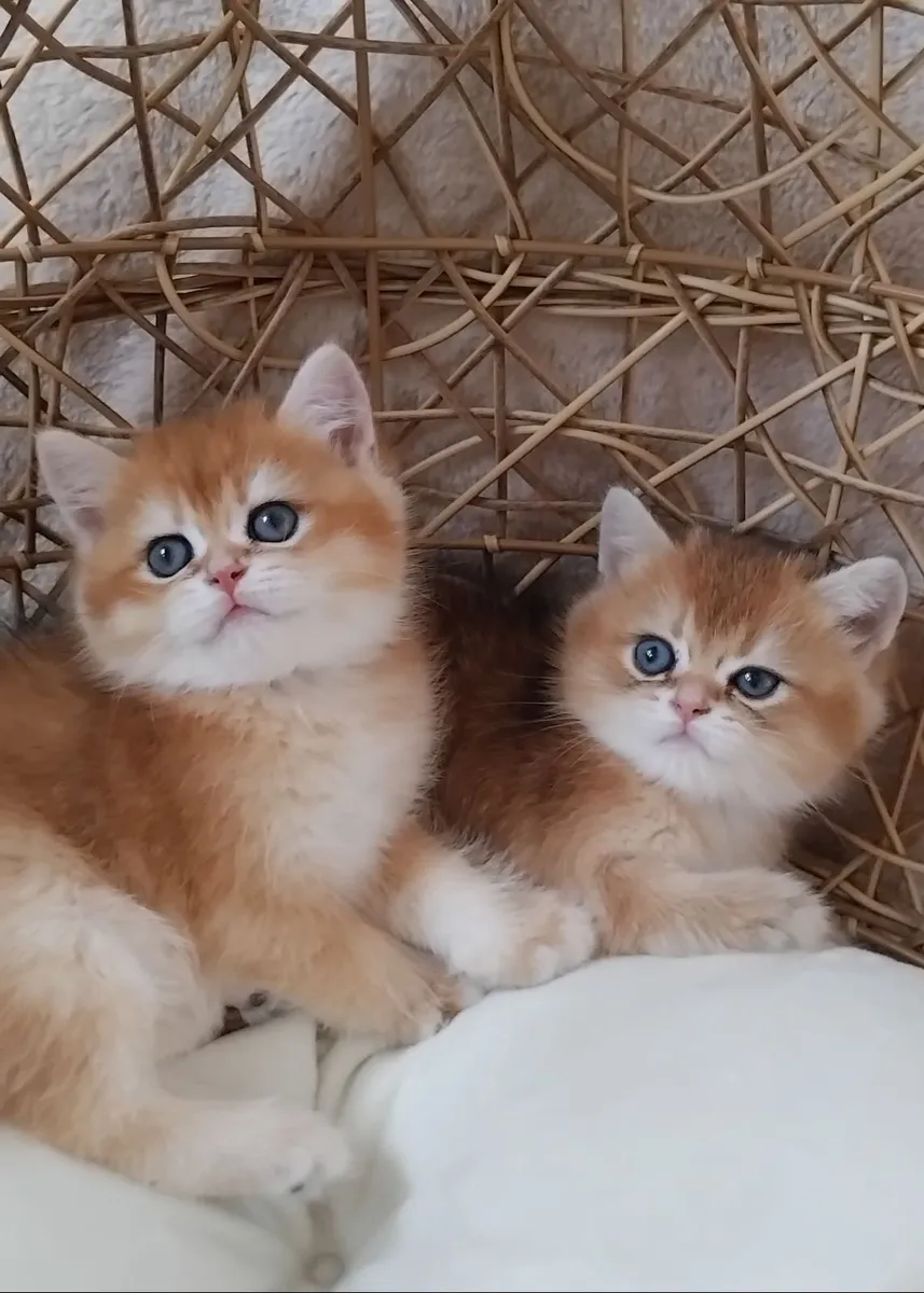 Scottish Straight Kittens - Image 1