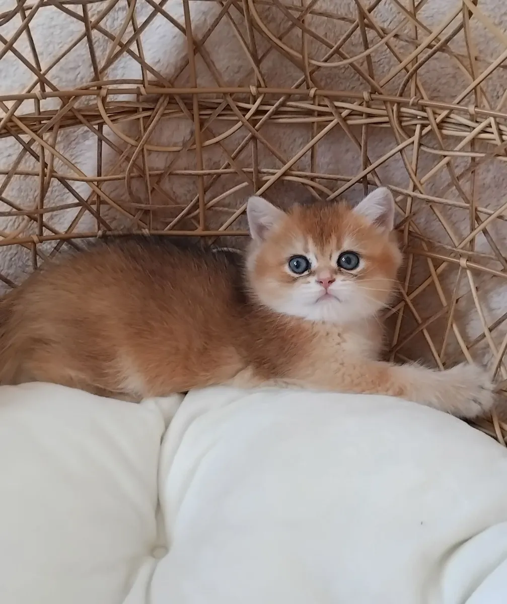 Scottish Straight Kittens - Image 2