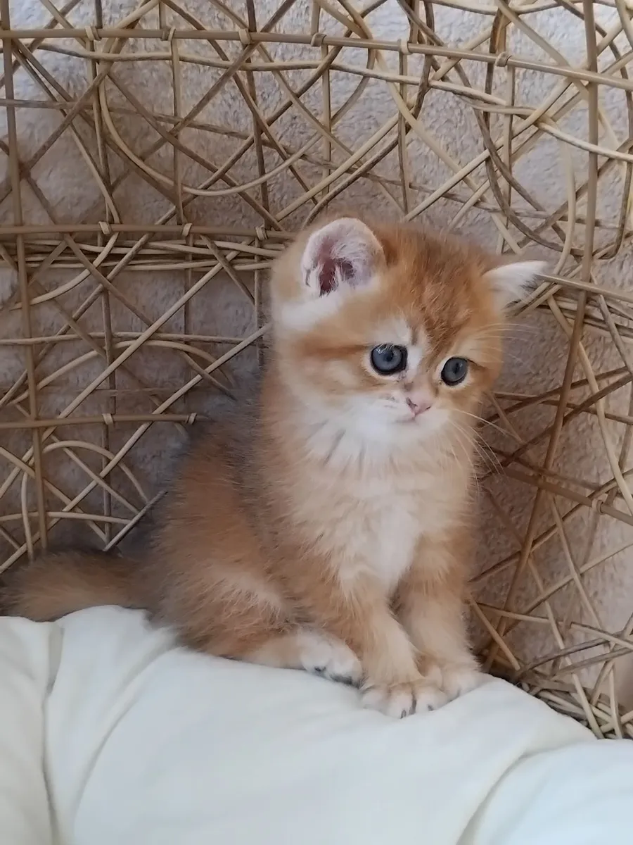 Scottish Straight Kittens - Image 3