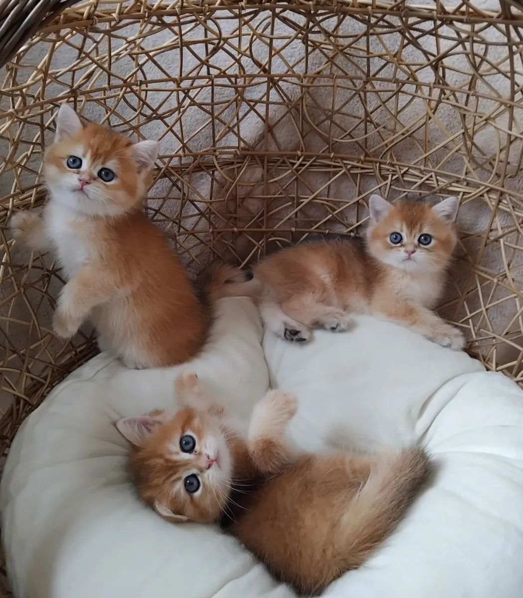 Scottish Straight Kittens - Image 4
