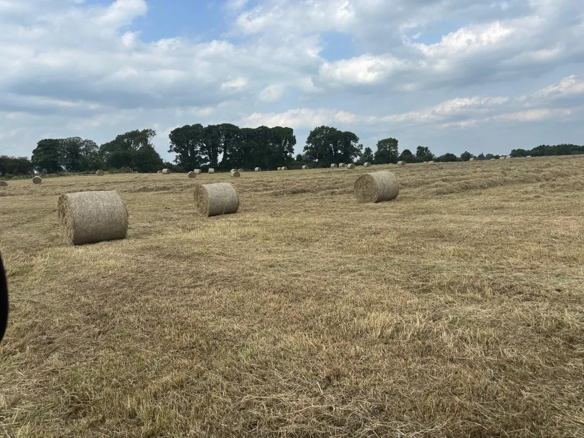 Hay bales for sale - Image 1