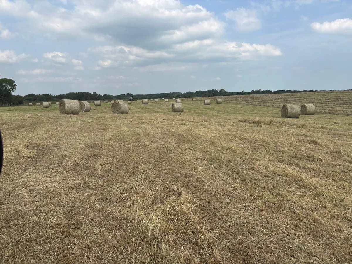 Hay bales for sale - Image 2