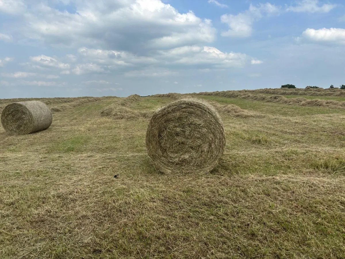 Hay bales for sale - Image 3