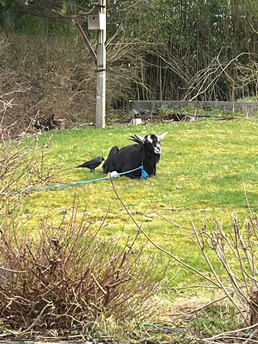 Goat - Image 1