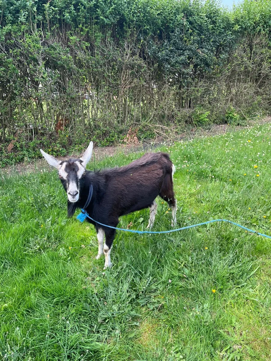 Goat - Image 2