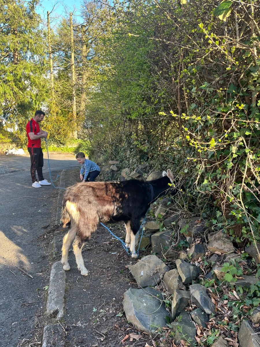 Goat - Image 3
