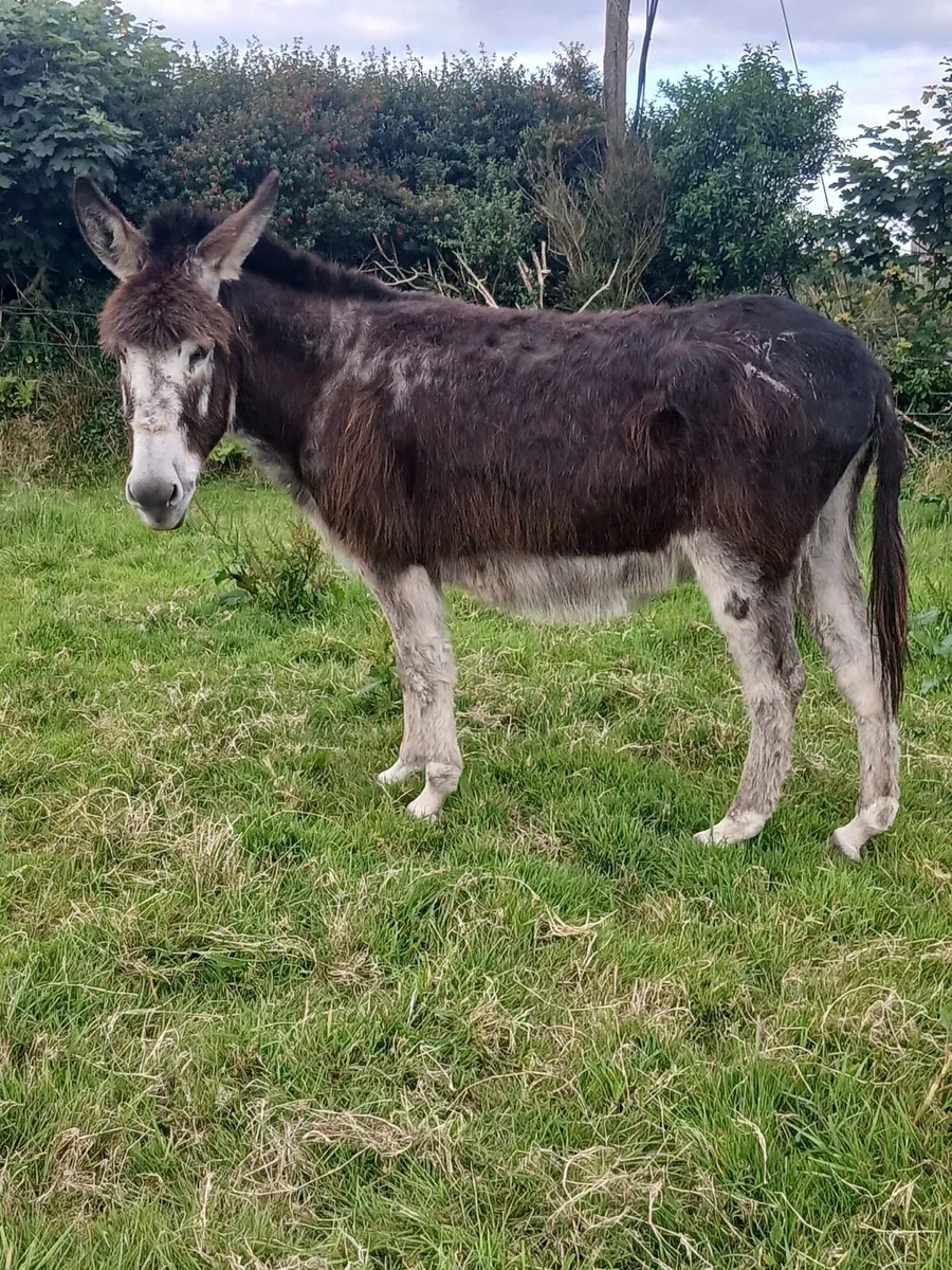 Mare donkey - Image 1