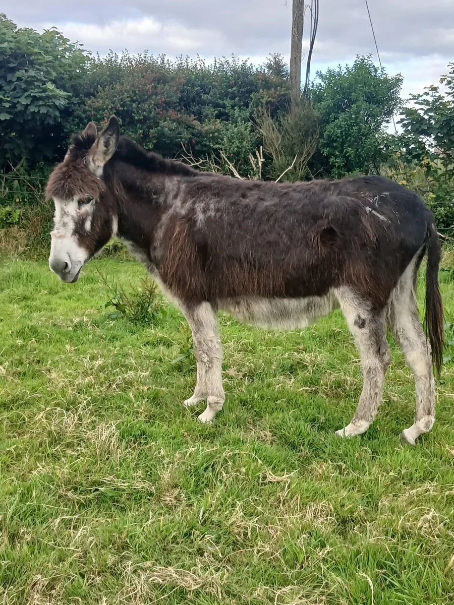 Mare donkey - Image 2