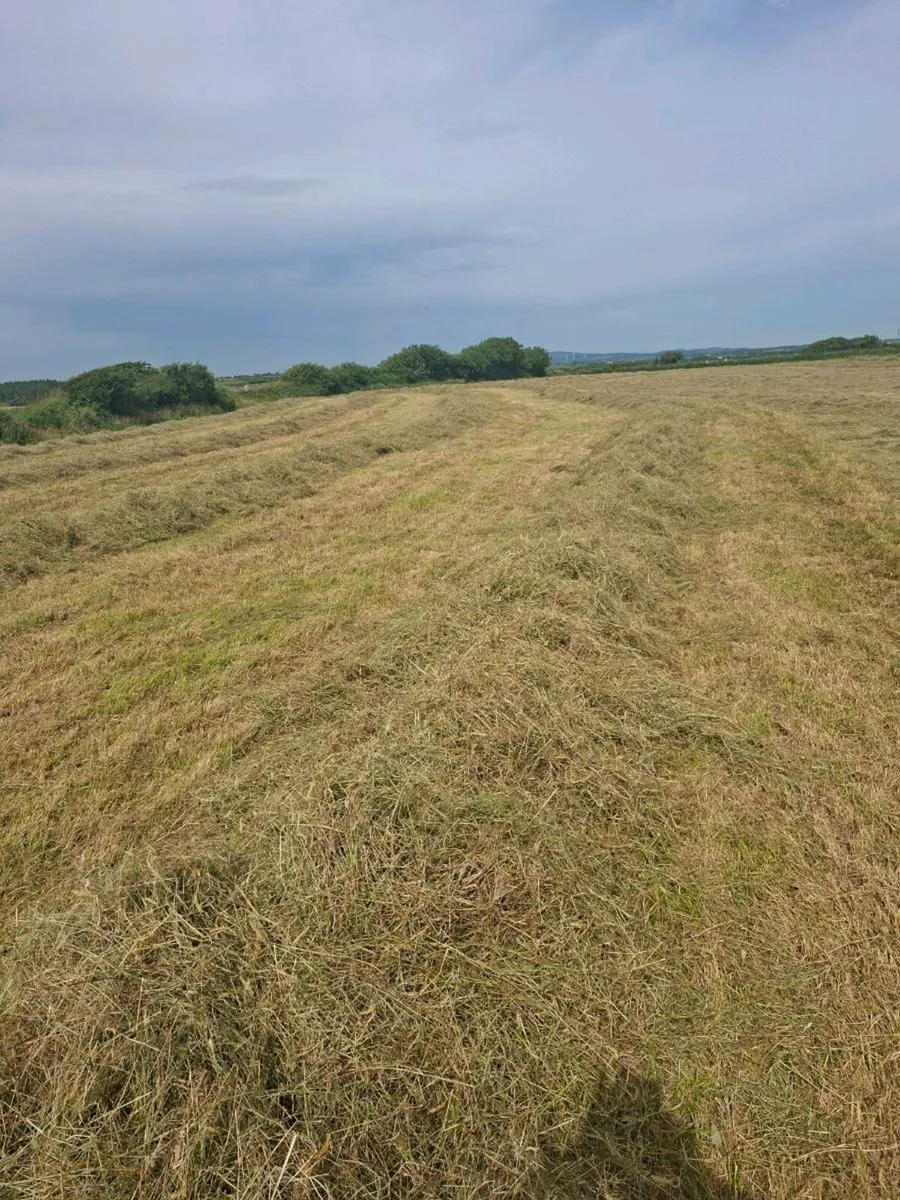 Hay for sale off the field - Image 3