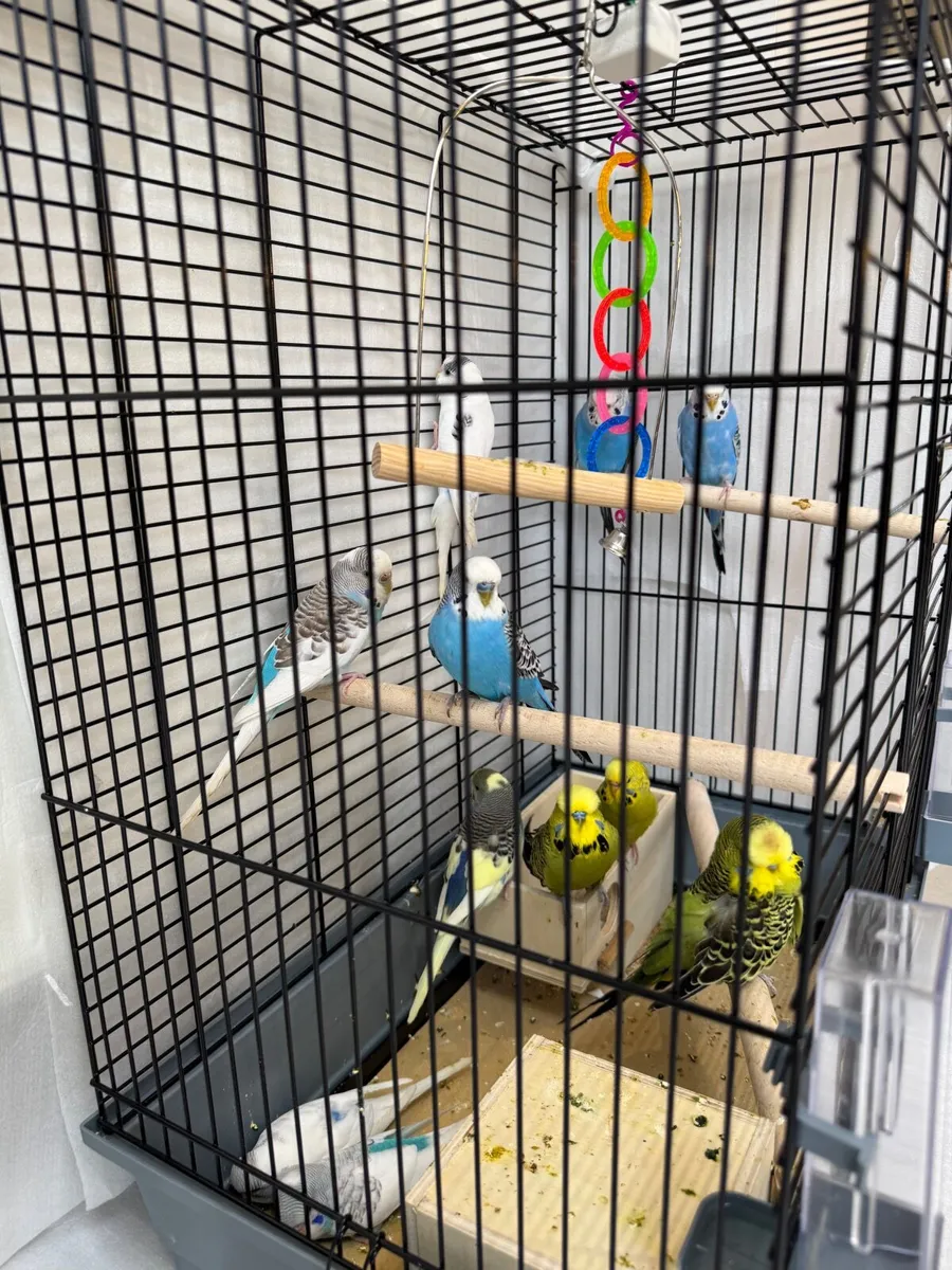 400€ for all Black/GreenYellow Dunfallow/split mix - Image 1