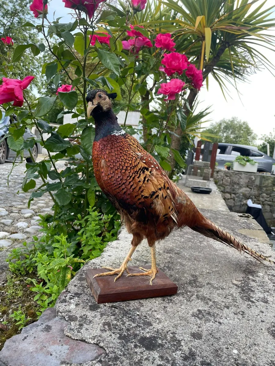 Full-Mount Taxidermy Pheasant on Wooden Base - Image 1