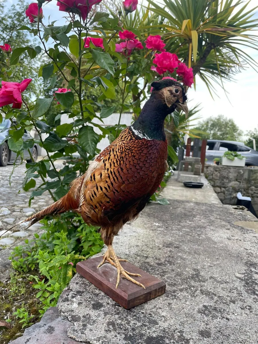 Full-Mount Taxidermy Pheasant on Wooden Base - Image 3
