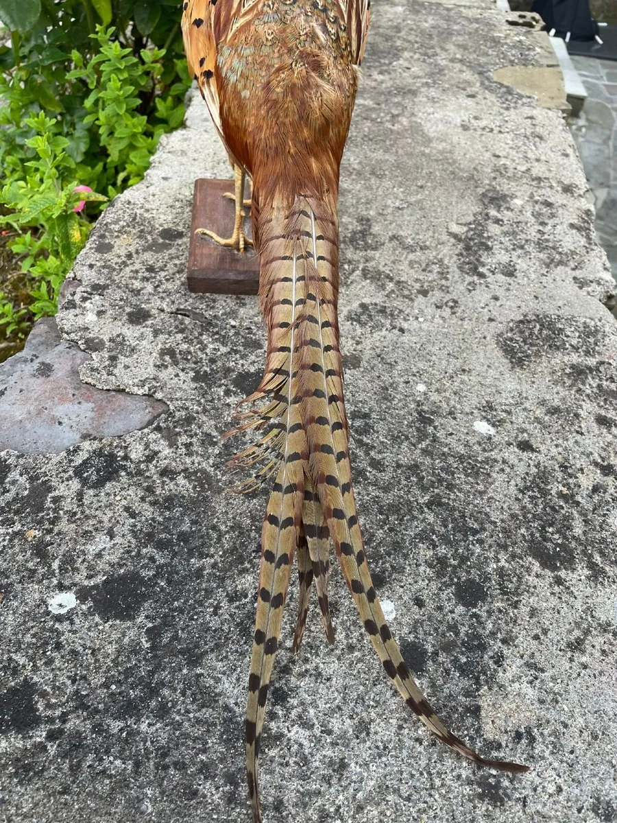 Full-Mount Taxidermy Pheasant on Wooden Base - Image 4