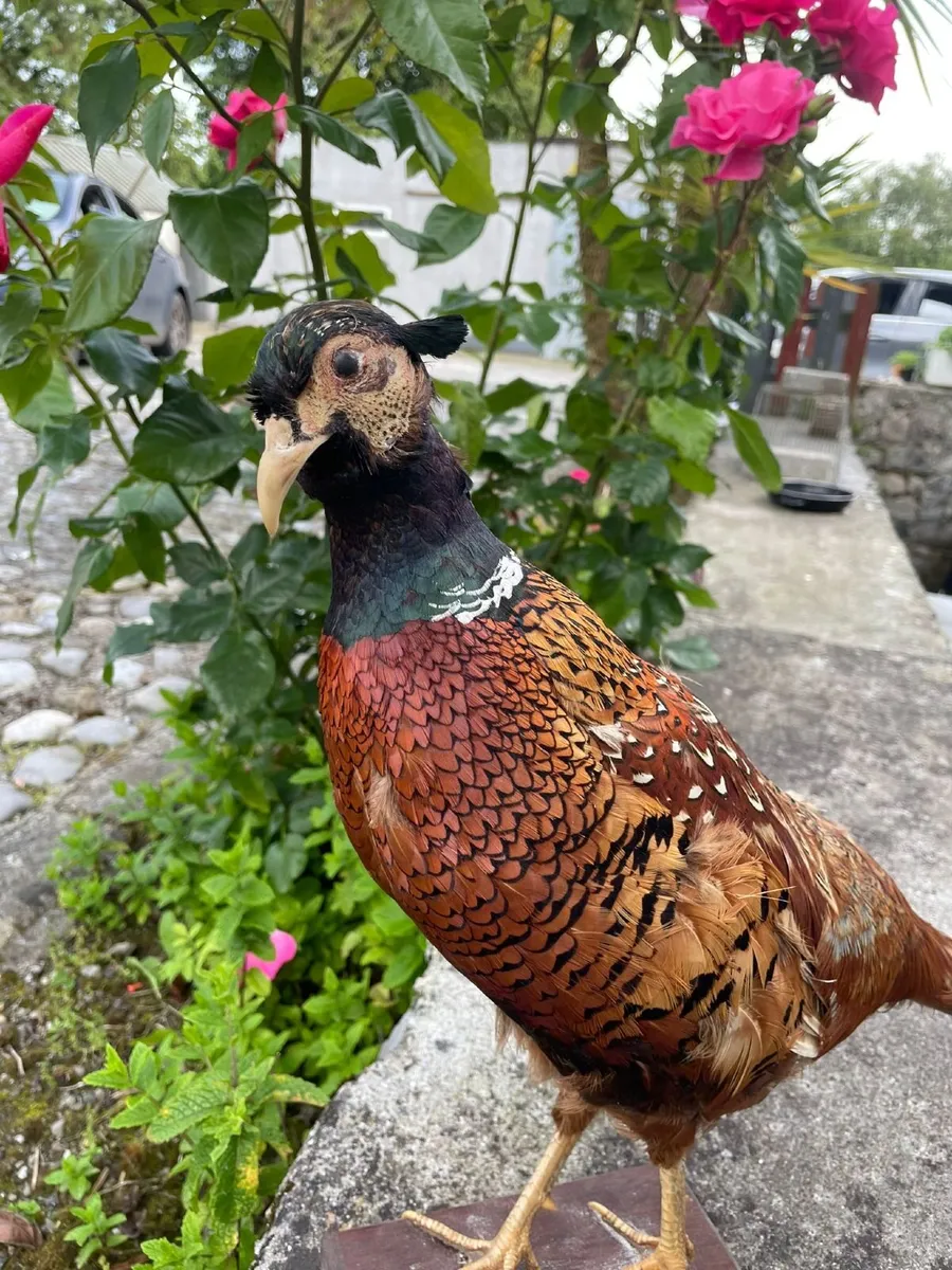 Full-Mount Taxidermy Pheasant on Wooden Base - Image 2